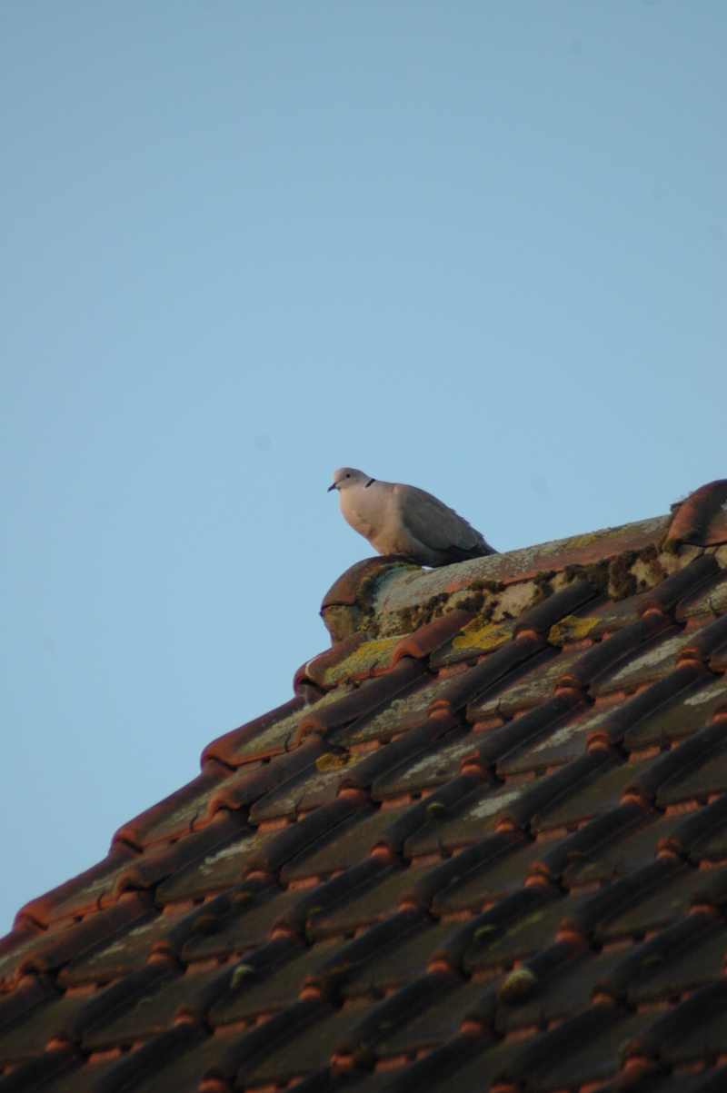 Img20070407_0004 Img20070407_0004