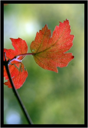 Petites_feuilles_d_automne_xx